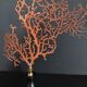 Cabinet of Curiosities red gorgon paramuricea clavata on base