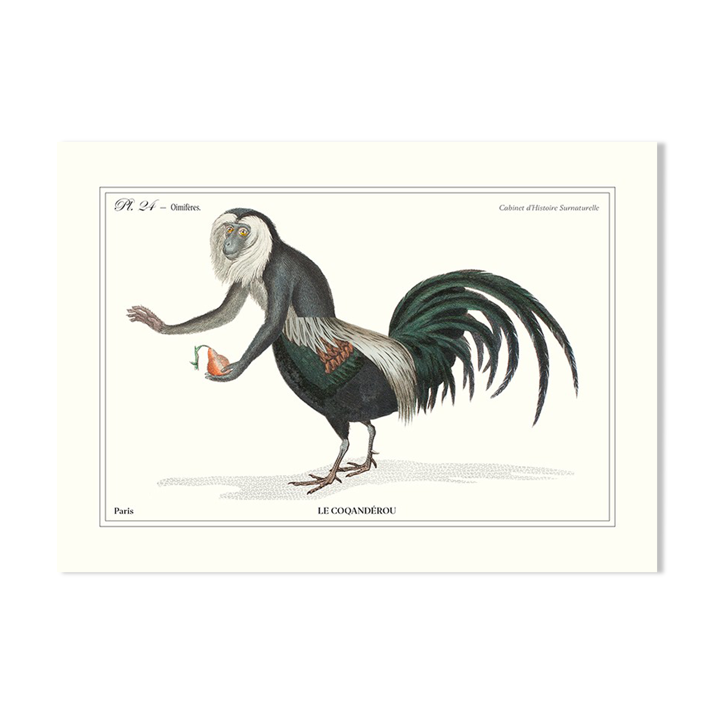 Chimera lithograph animal engraving - the coquandérou