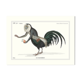 Chimera lithograph animal engraving - the coquandérou