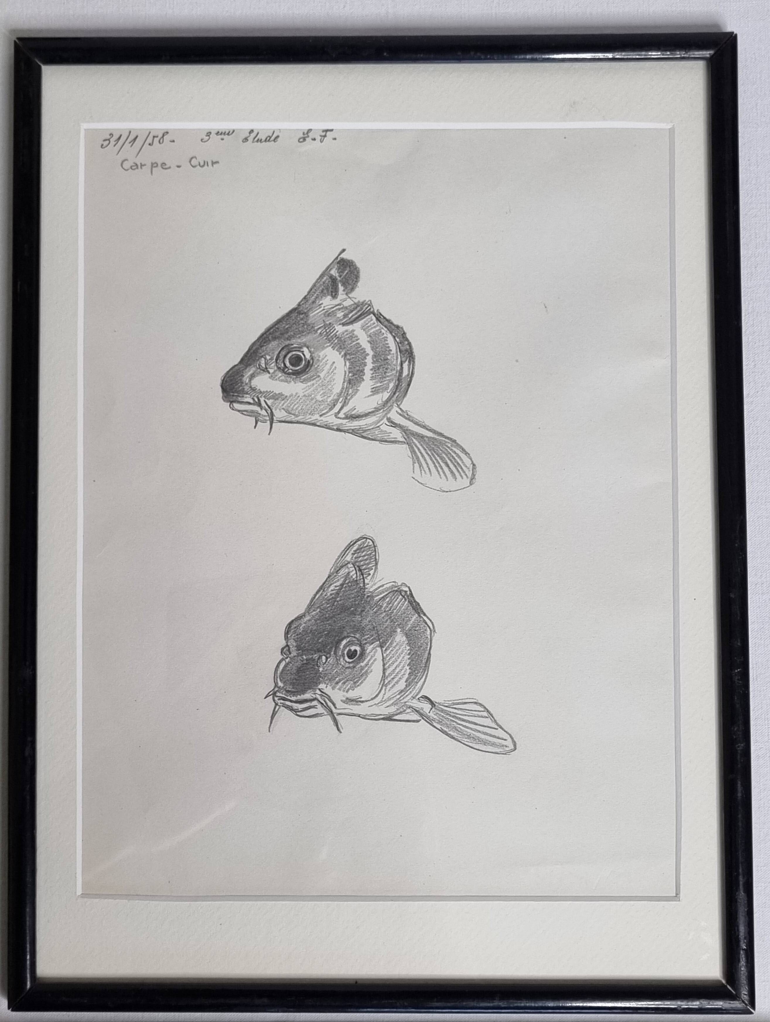 Original drawing by Marcel Bourgeois 1958 – Leather carp study – 25x33 cm