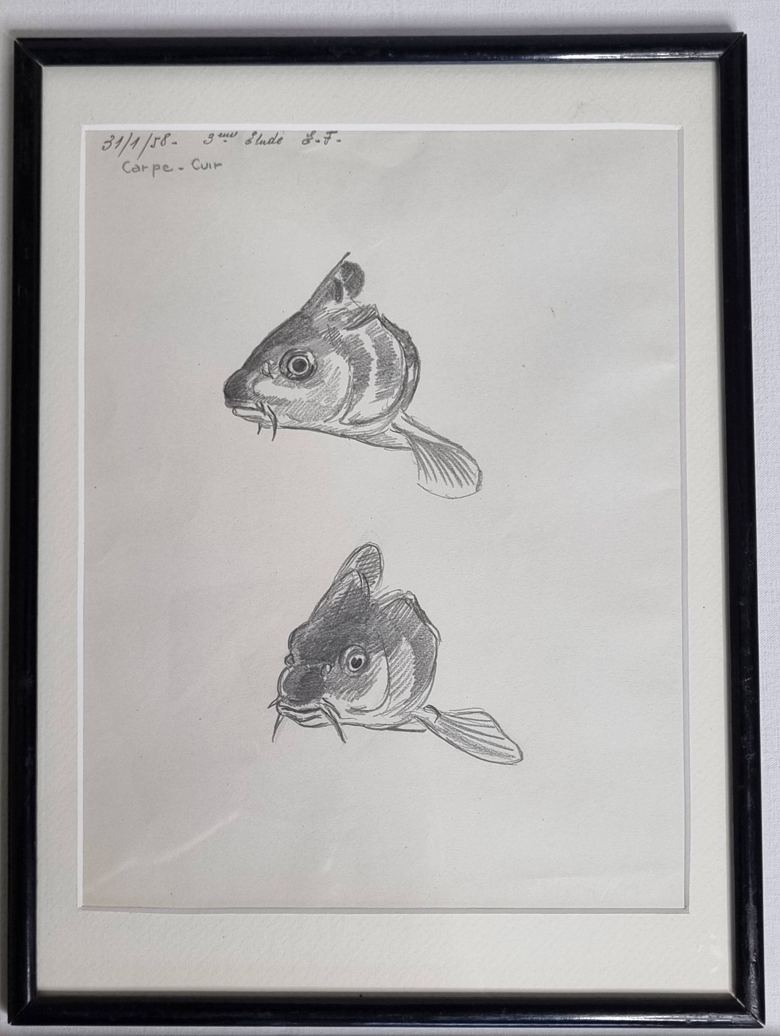 Dessin original de Marcel Bourgeois 1958 – Carpe cuir étude – 25x33 cm
