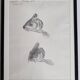 Original drawing by Marcel Bourgeois 1958 – Leather carp study – 25x33 cm