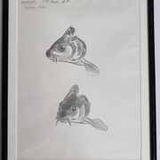 Dessin original de Marcel Bourgeois 1958 – Carpe cuir étude – 25x33 cm