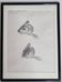 Original drawing by Marcel Bourgeois 1958 – Leather carp study – 25x33 cm