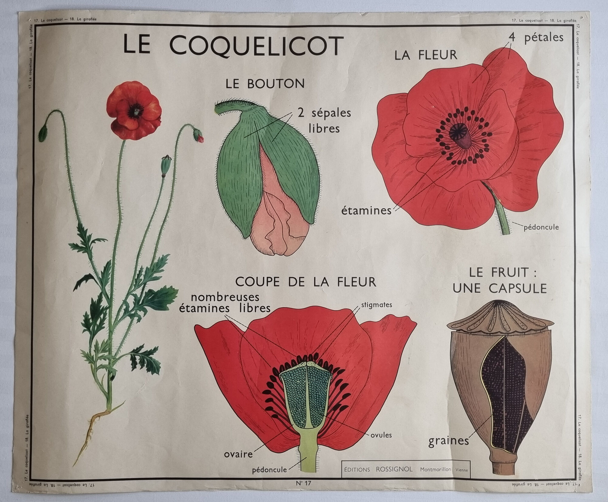 Double-sided educational poster Le Coquelicot - La Giroflée, Rossignol, 60s
