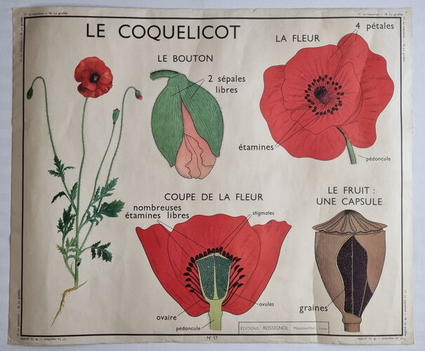Affiche pédagogique double face Le Coquelicot - La Giroflée, Rossignol, années 60