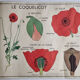 Double-sided educational poster Le Coquelicot - La Giroflée, Rossignol, 60s