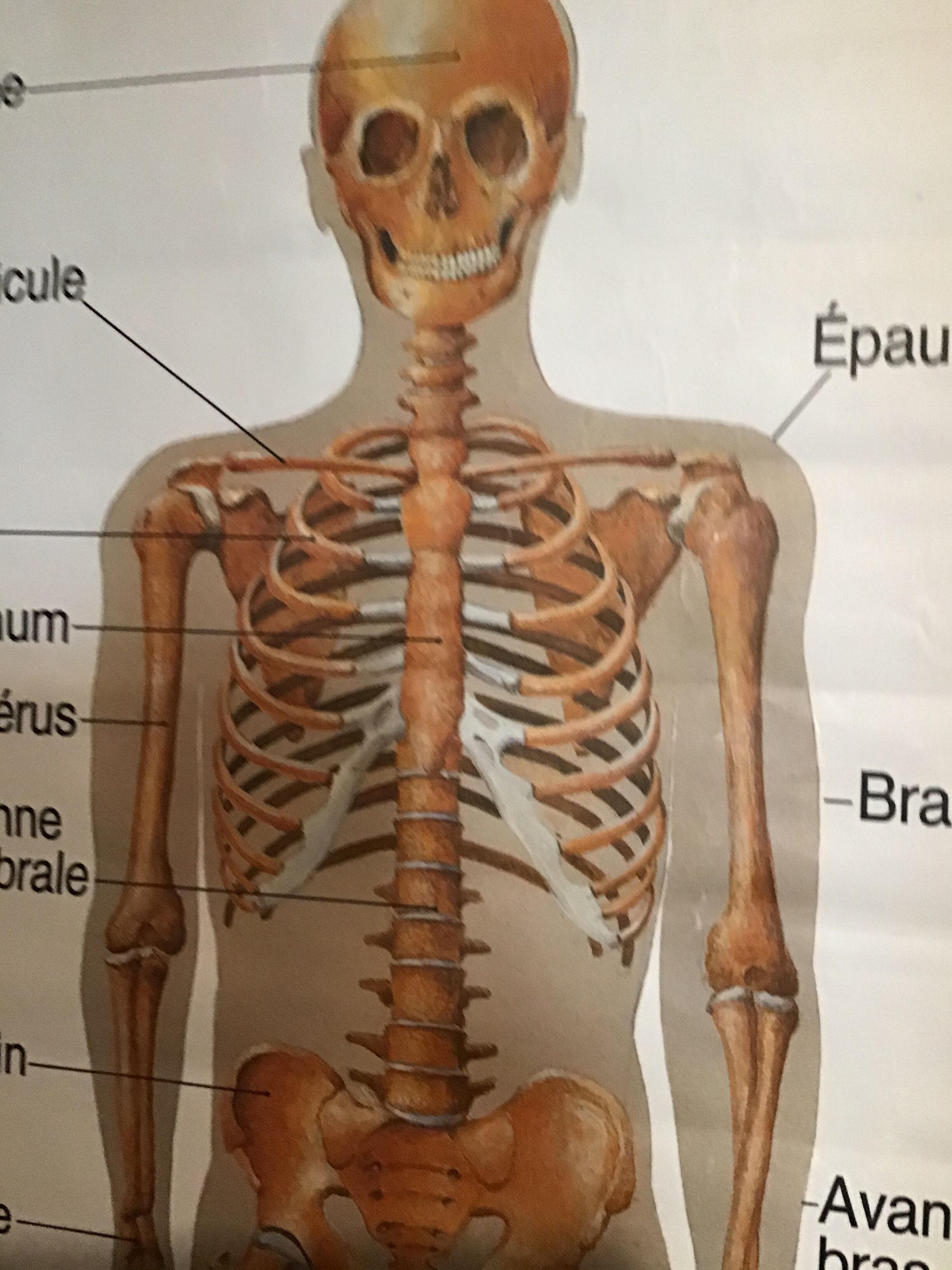 Anatomical board