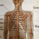 Anatomical board