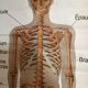 Anatomical board