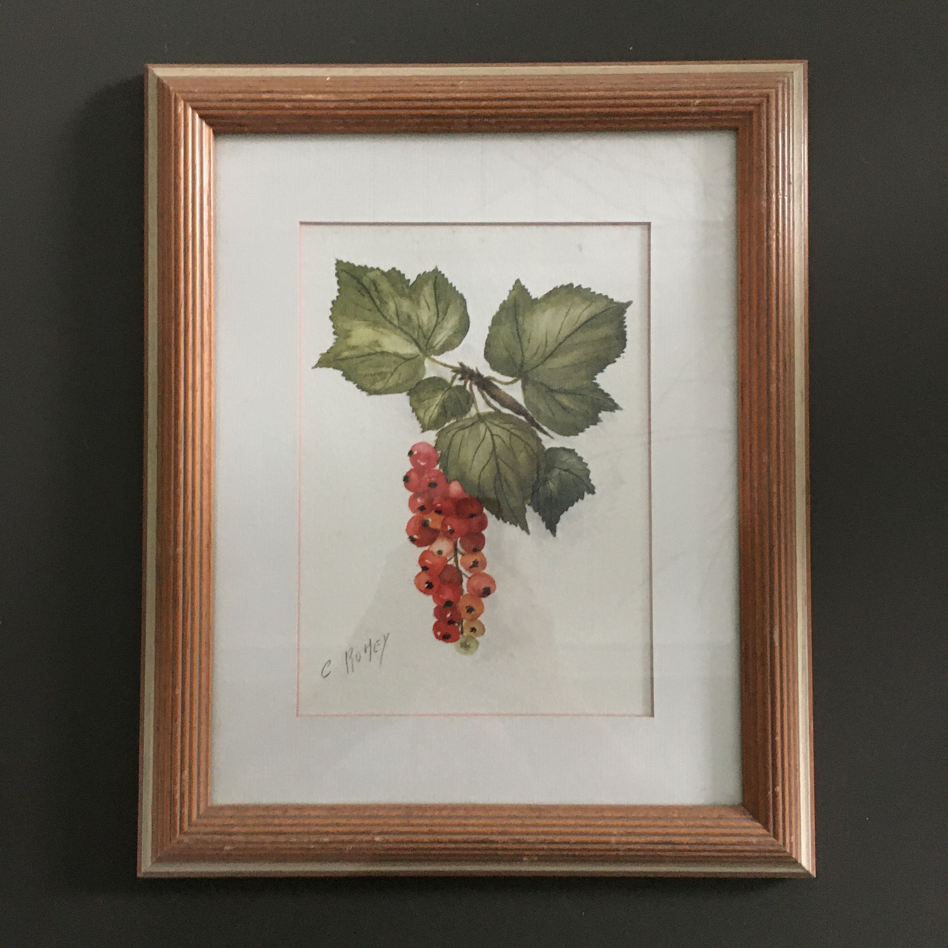 Aquarelle grappe de groseilles