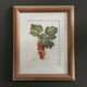 Watercolour bunch of currants