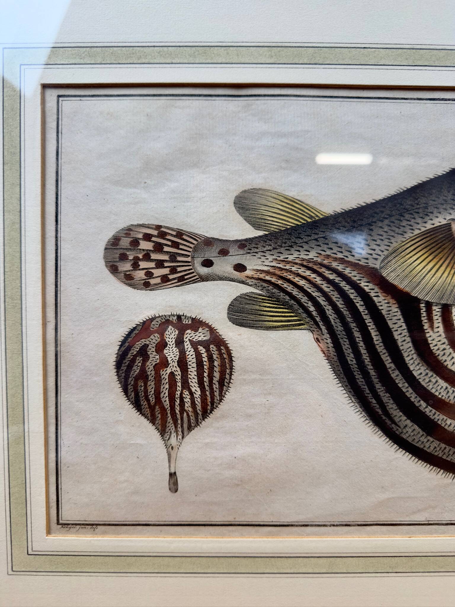 Gravure ancienne poisson globe – Ludwig Schmidt (XIXᵉ siècle)