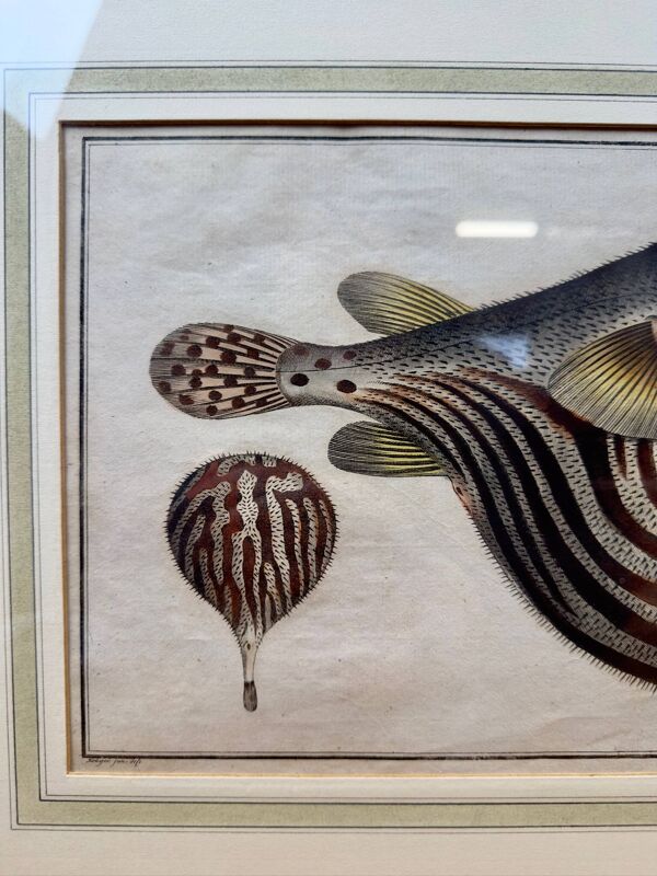 Gravure ancienne poisson globe – Ludwig Schmidt (XIXᵉ siècle)