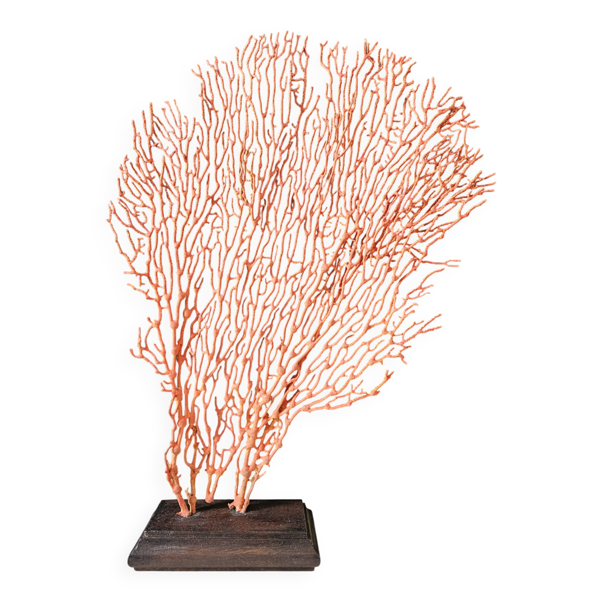 Red Gorgon Wooden Base. H: 34 cm