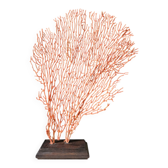 Red Gorgon Wooden Base. H: 34 cm