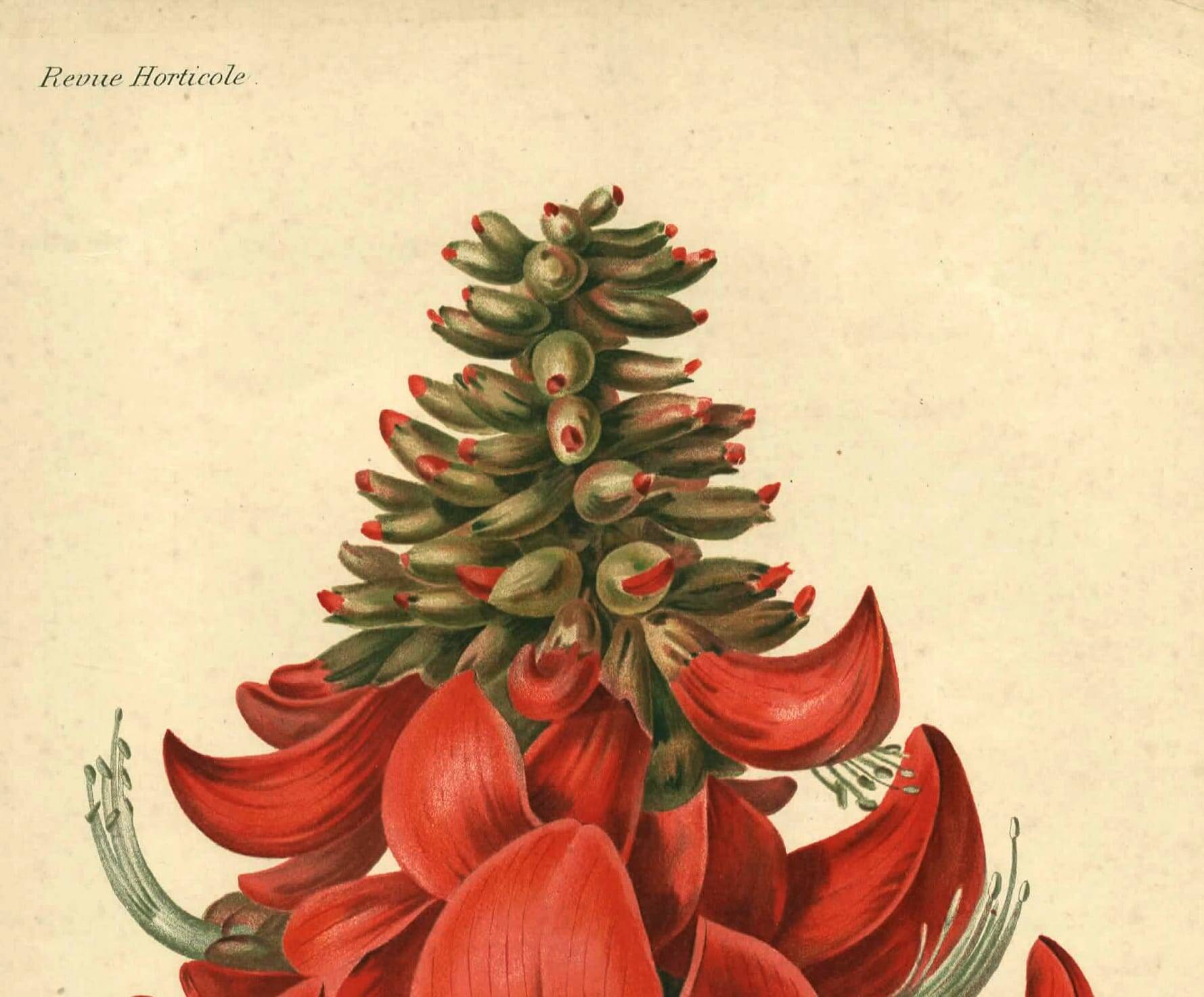Antique Botanical Engraving 1896 by Sabouret • Erythrina Constantin - Flower