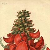 Antique Botanical Engraving 1896 by Sabouret • Erythrina Constantin - Flower