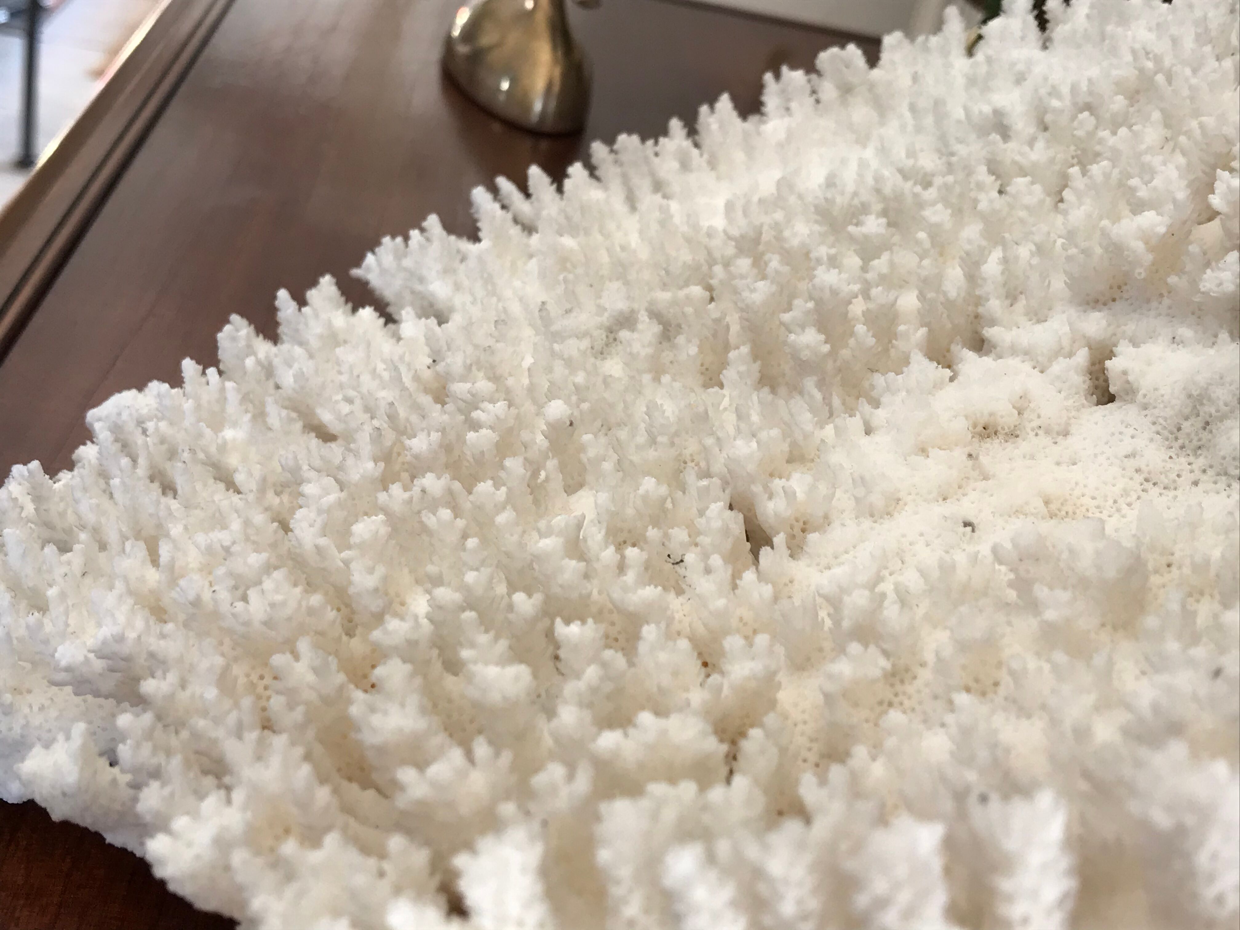 Ancient white coral branch