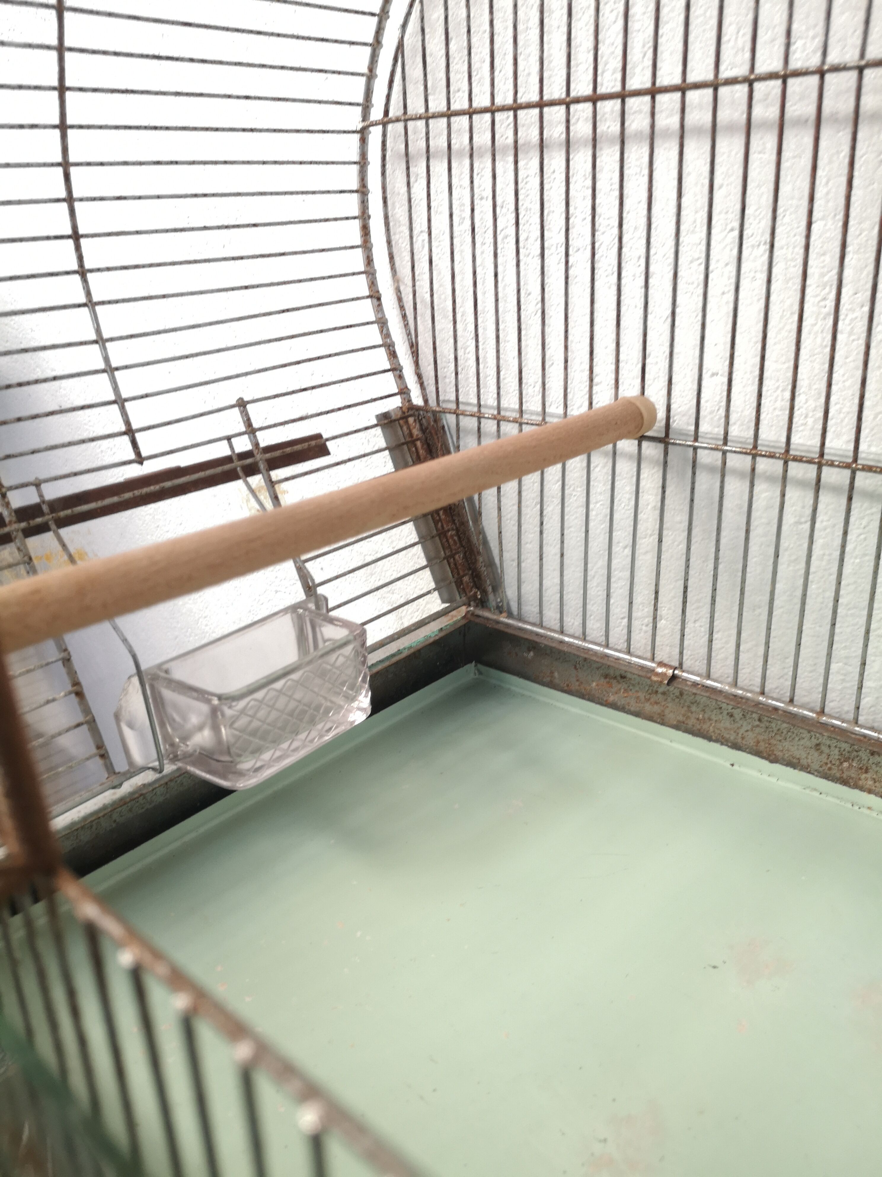 30 year old bird cage