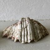 Lot coquillages anciens