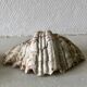 Lot coquillages anciens