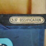 Poster school vintage dr auzoux ossification