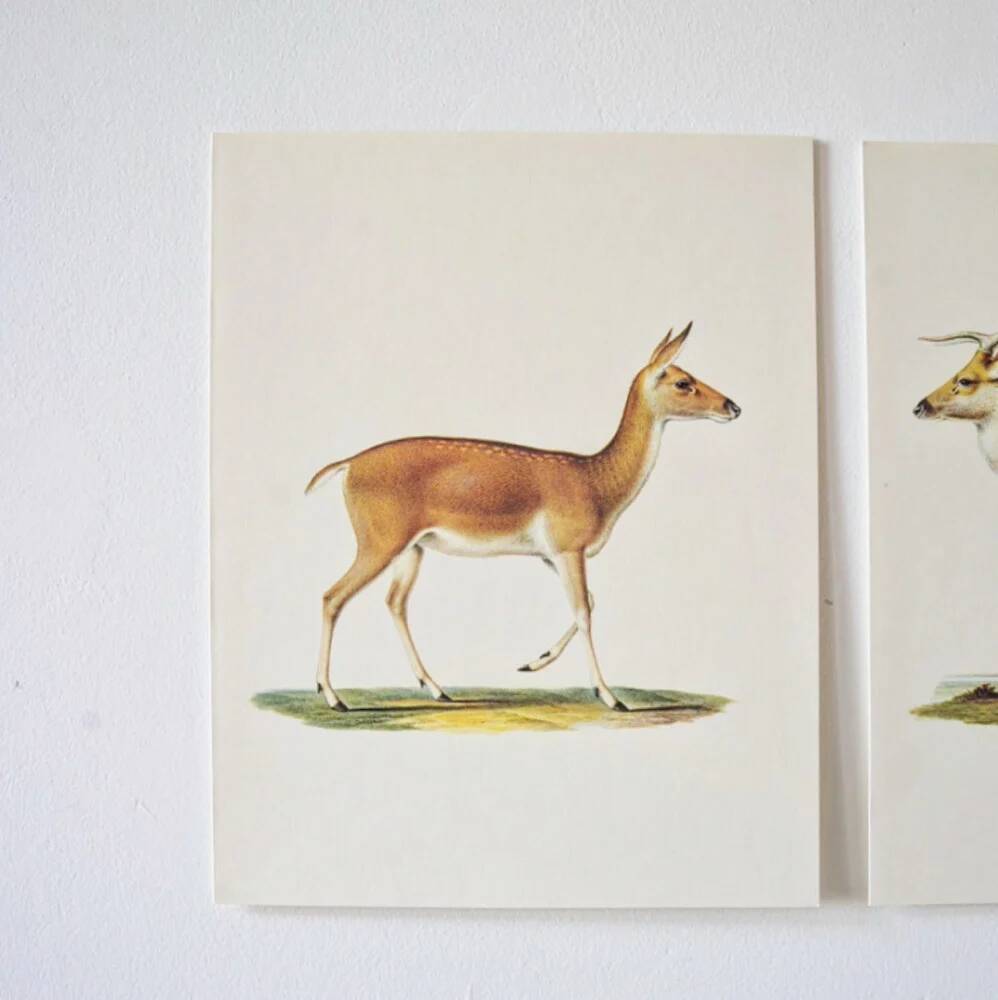 Bestiary plates from the Natural History Museum The doe