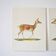 Bestiary plates from the Natural History Museum The doe