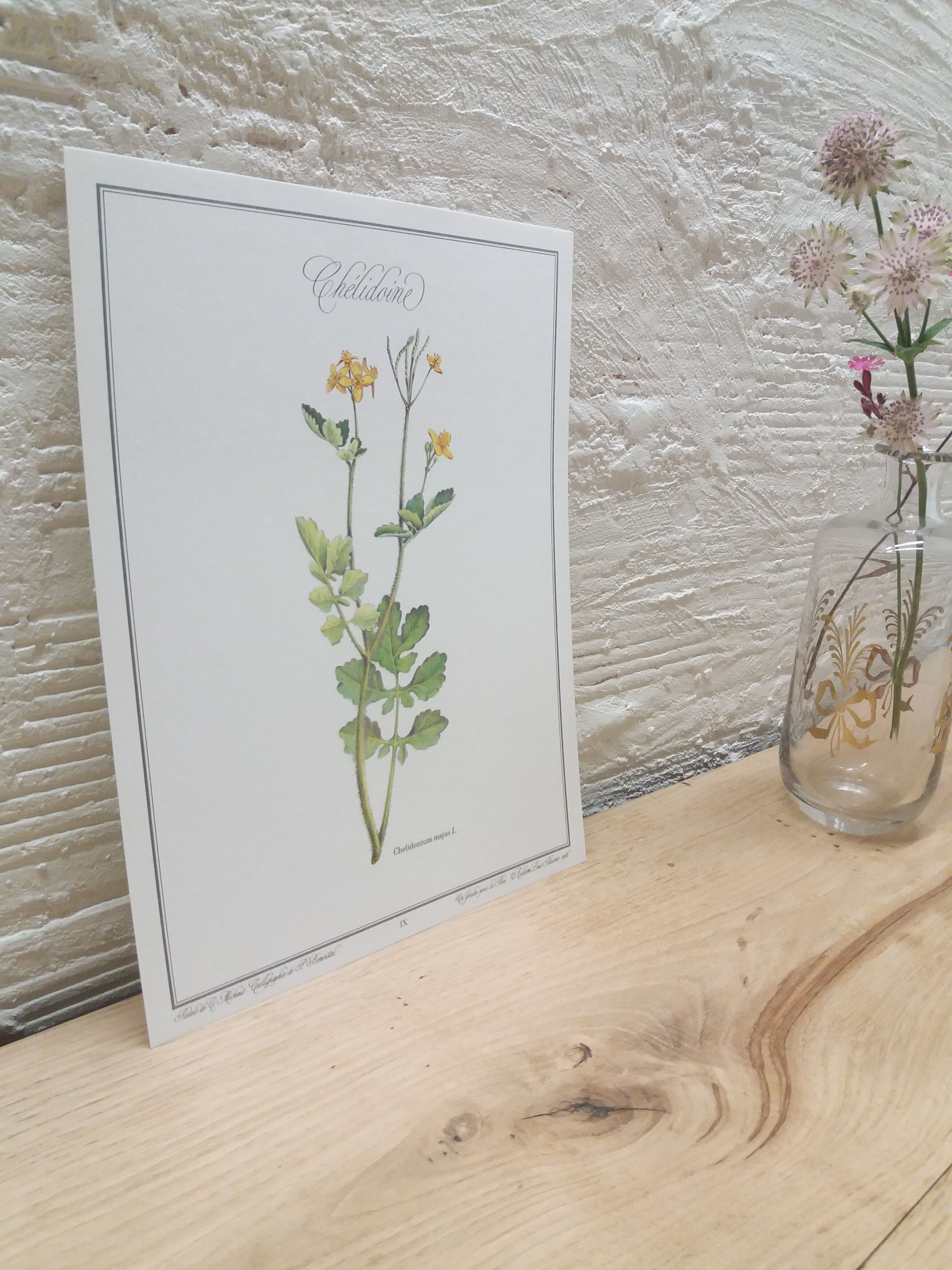Botanical plank "Chélidoine"