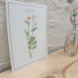 Botanical plank "Chélidoine"