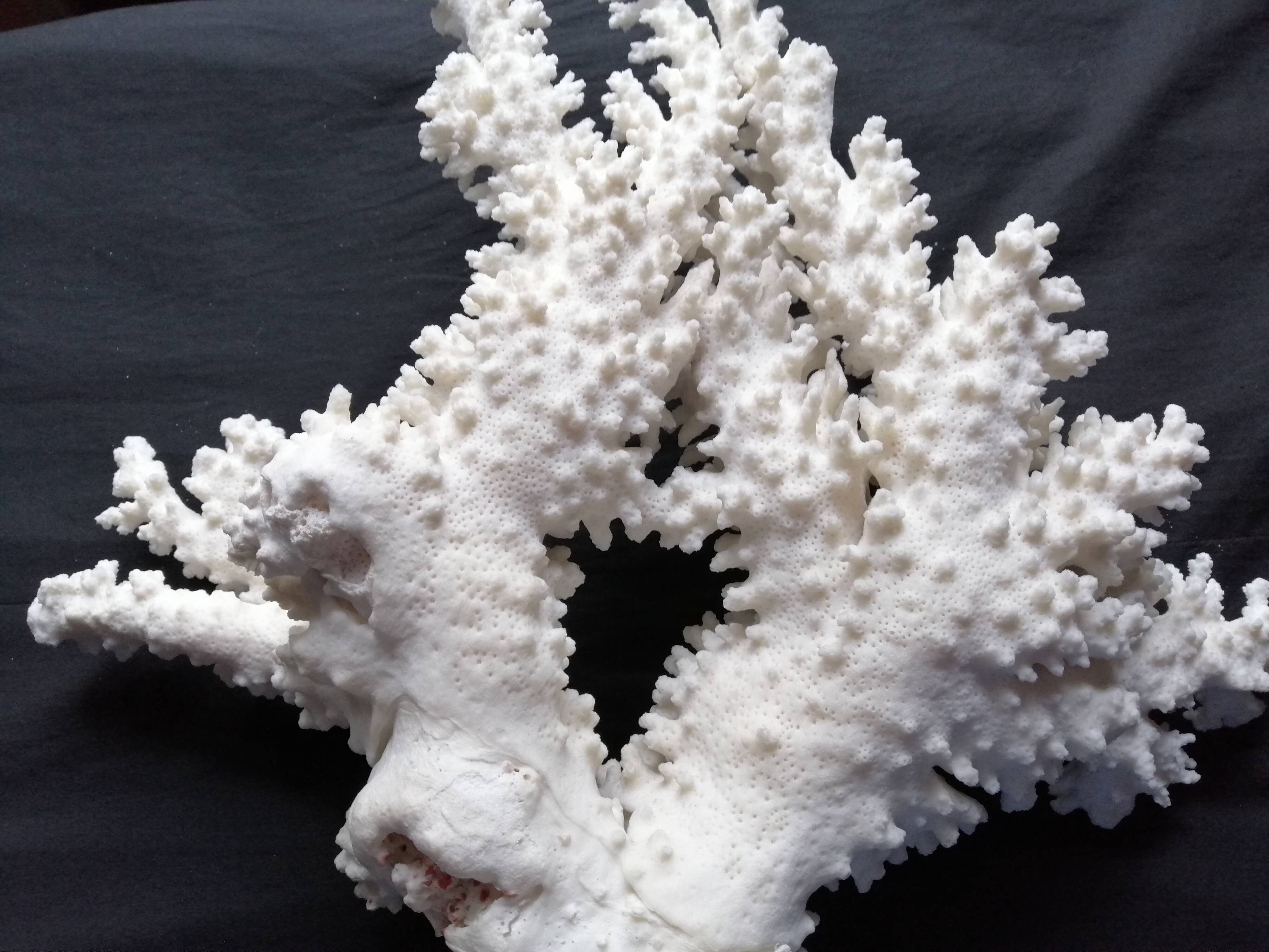 Ancient white coral