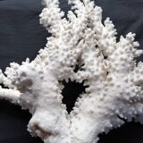 Corail blanc ancien