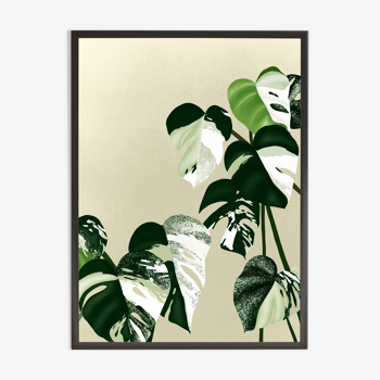 Illustration "Monstera Marbrée" by Noums Atelier