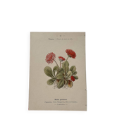 19th-century botanical engraving naturalist poster French flower wine