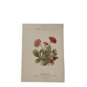 19th-century botanical engraving naturalist poster French flower wine