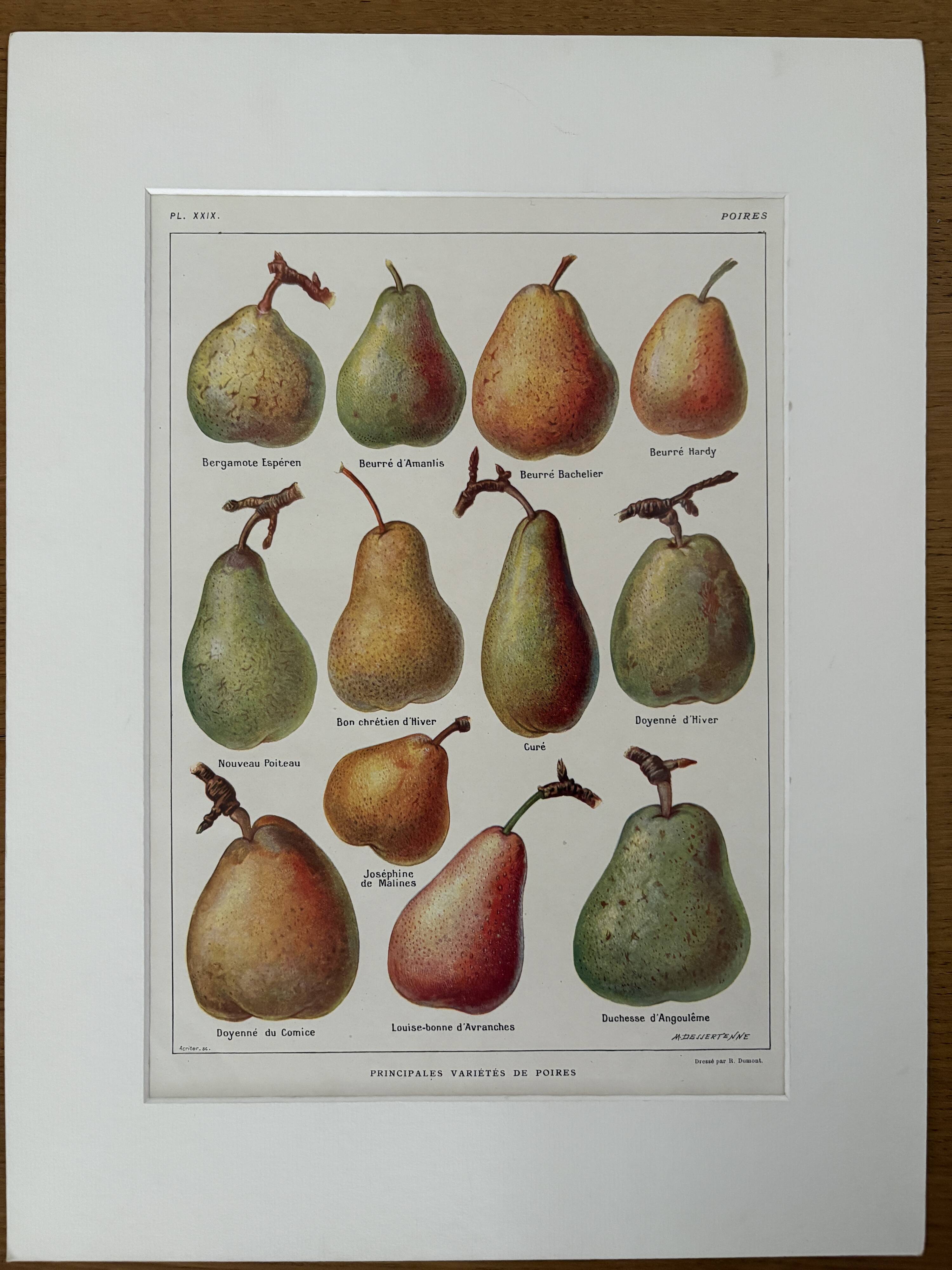 Lithograph of pears - 1920