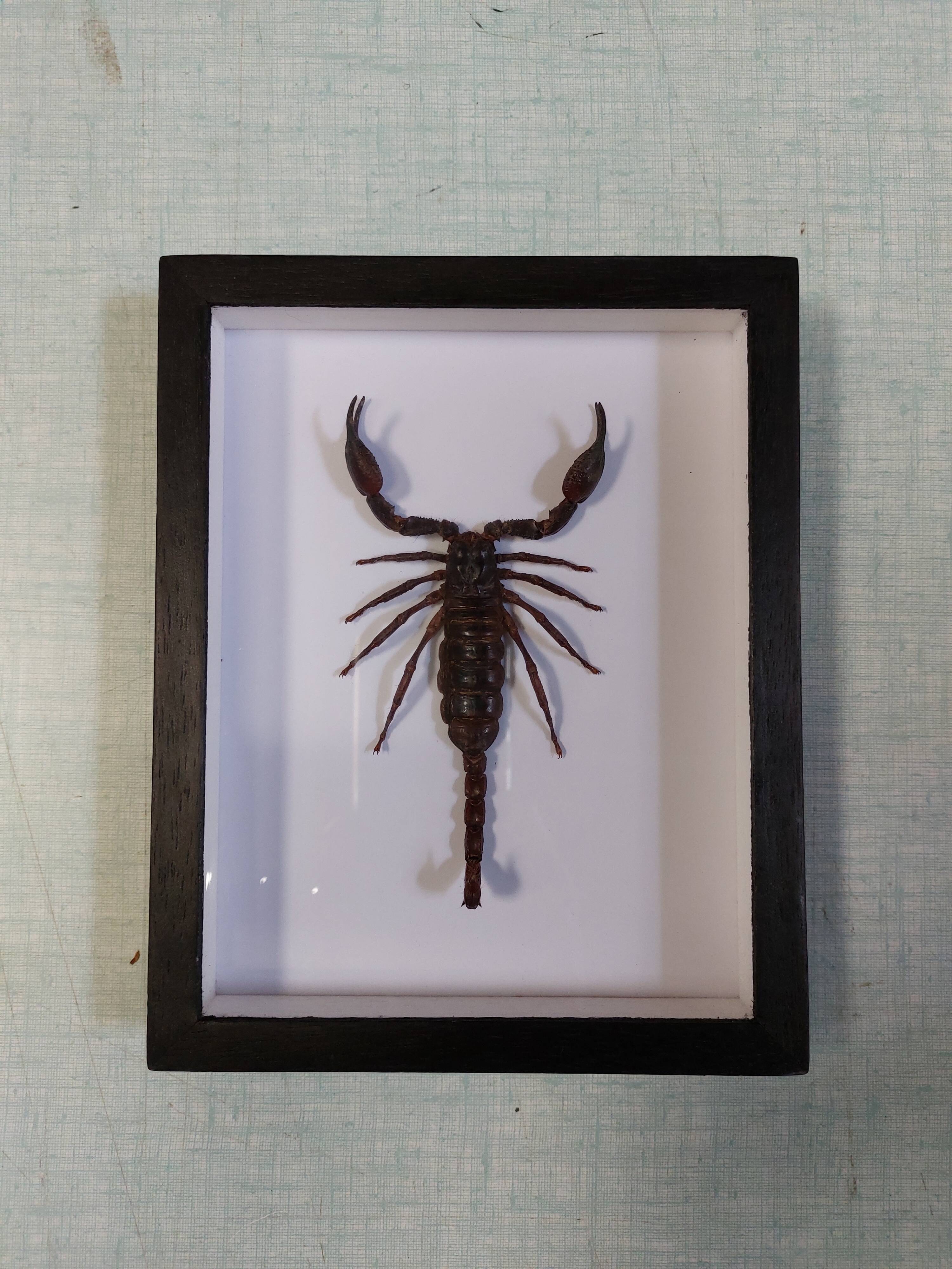 Scorpion stuffed under glass