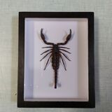 Scorpion stuffed under glass