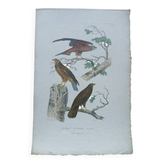 Poster - 19th century zoological engraving of birds - kite - buzzard - bondr