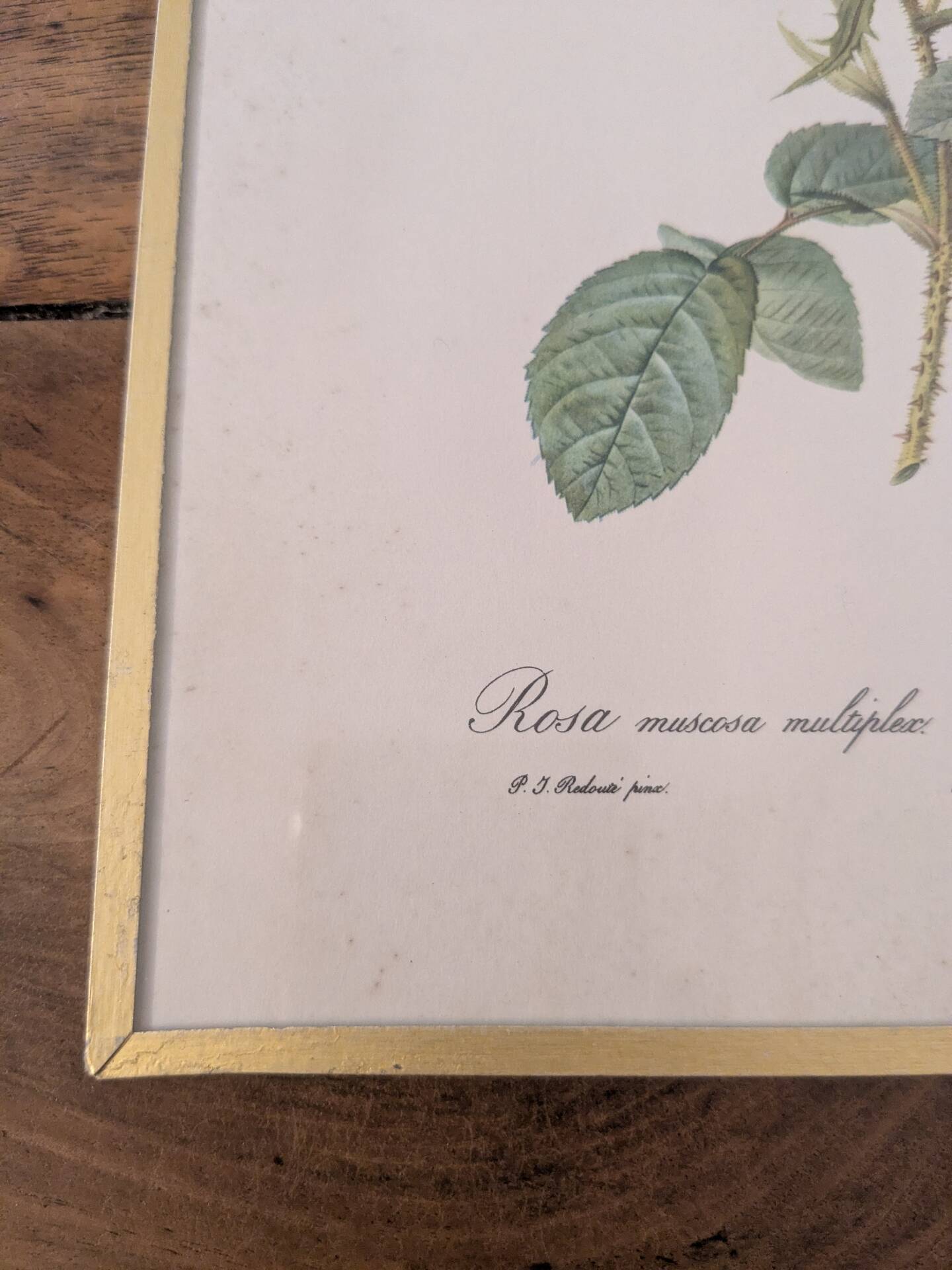 Framed lithograph of roses by P.J. Redouté