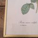Framed lithograph of roses by P.J. Redouté