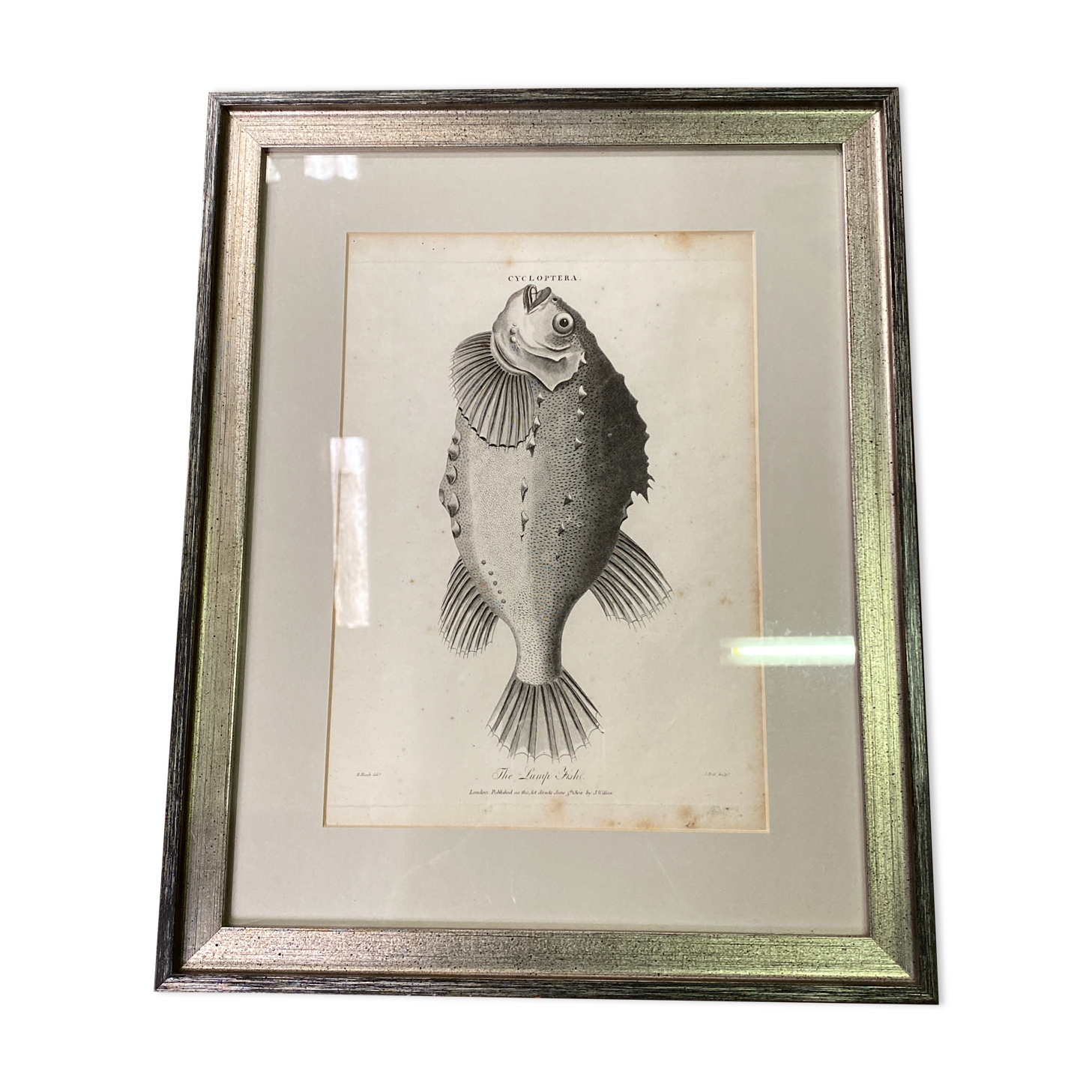 Fish engraving "Cycloptera"