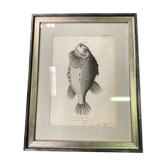 Fish engraving "Cycloptera"