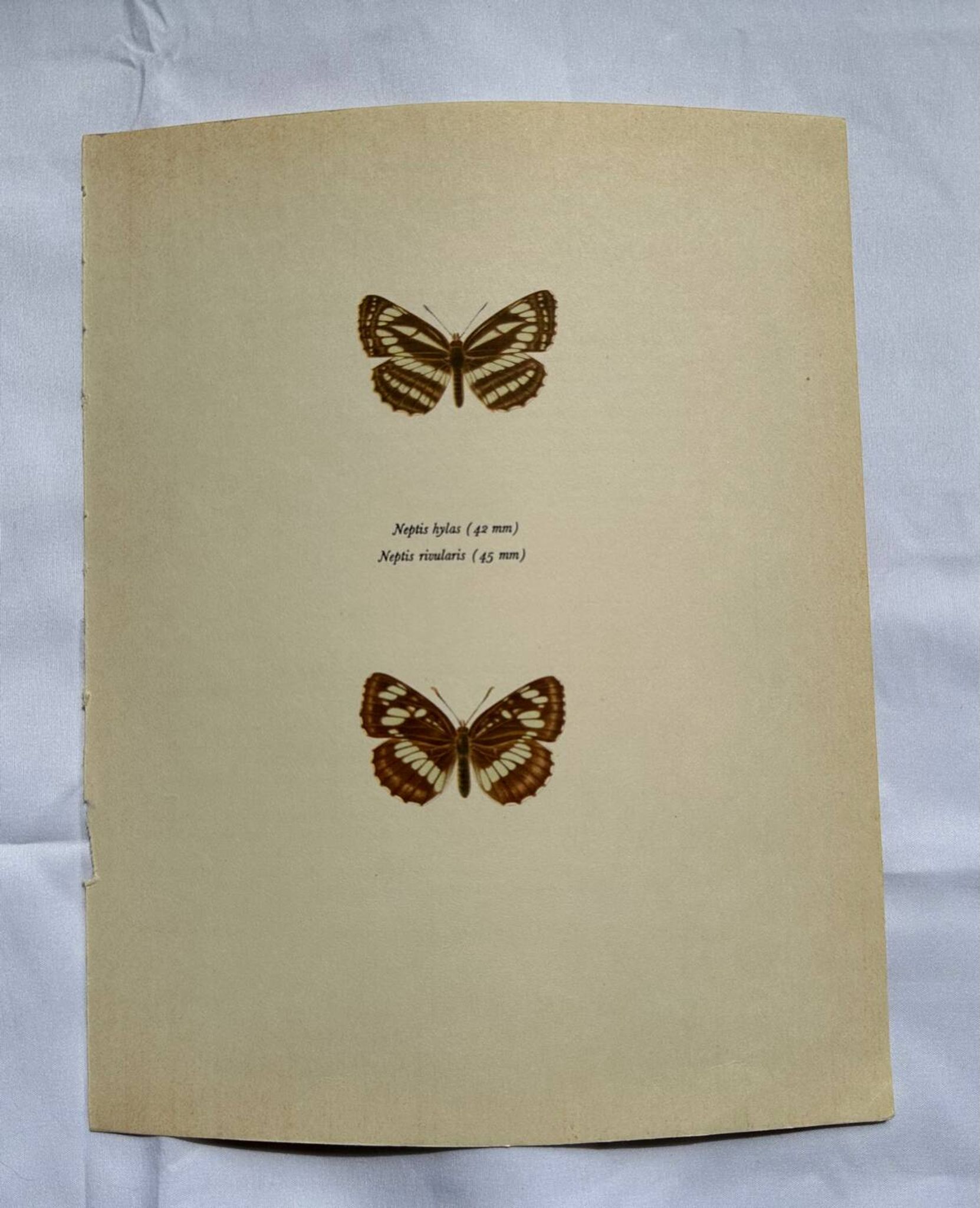 Old Engraving Butterfly Lithograph Naturalist Vintage Plate