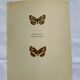 Old Engraving Butterfly Lithograph Naturalist Vintage Plate