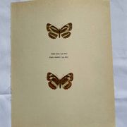Old Engraving Butterfly Lithograph Naturalist Vintage Plate