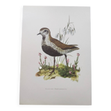 Old bird illustration from the 1960s - Golden Plover - Animal and nature plate
