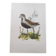 Old bird illustration from the 1960s - Golden Plover - Animal and nature plate