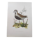 Old bird illustration from the 1960s - Golden Plover - Animal and nature plate